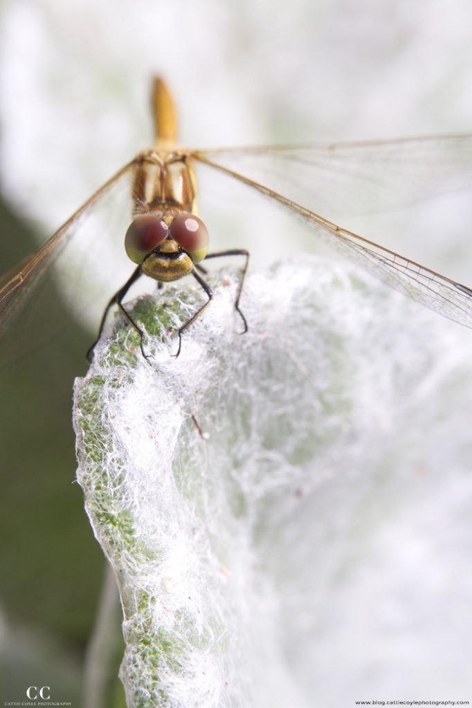 Dragonfly by Cattie Coyle Photography