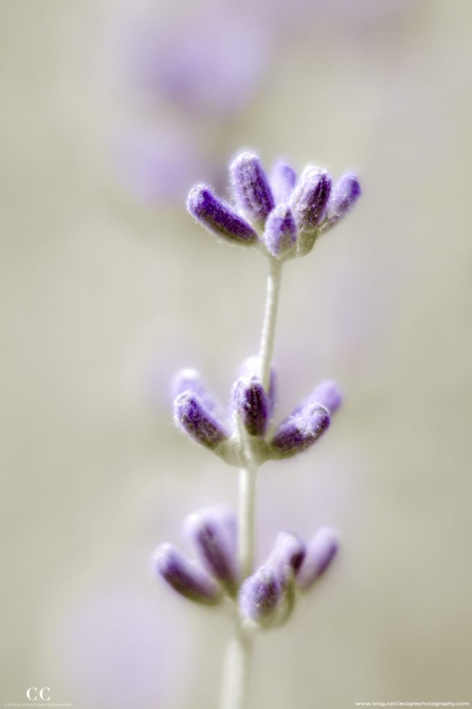 Lavender by Cattie Coyle Photography