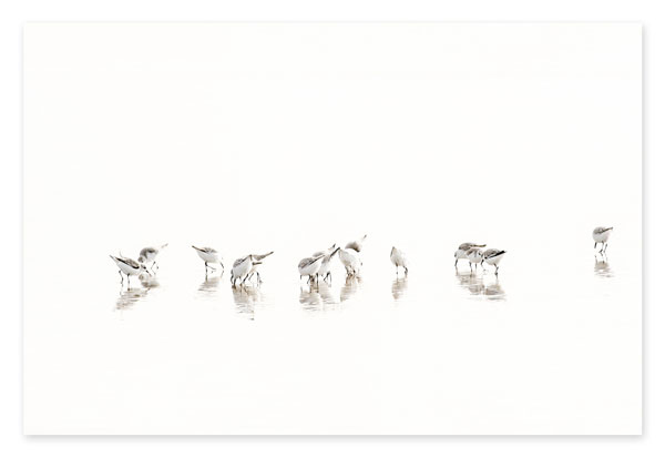 Sandpipers No 3 - Oversized bird art print by Cattie Coyle Photography