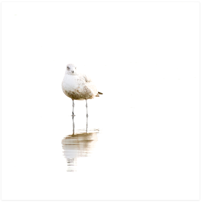 Seagull No 4 - Bird photography art print by Cattie Coyle Photography