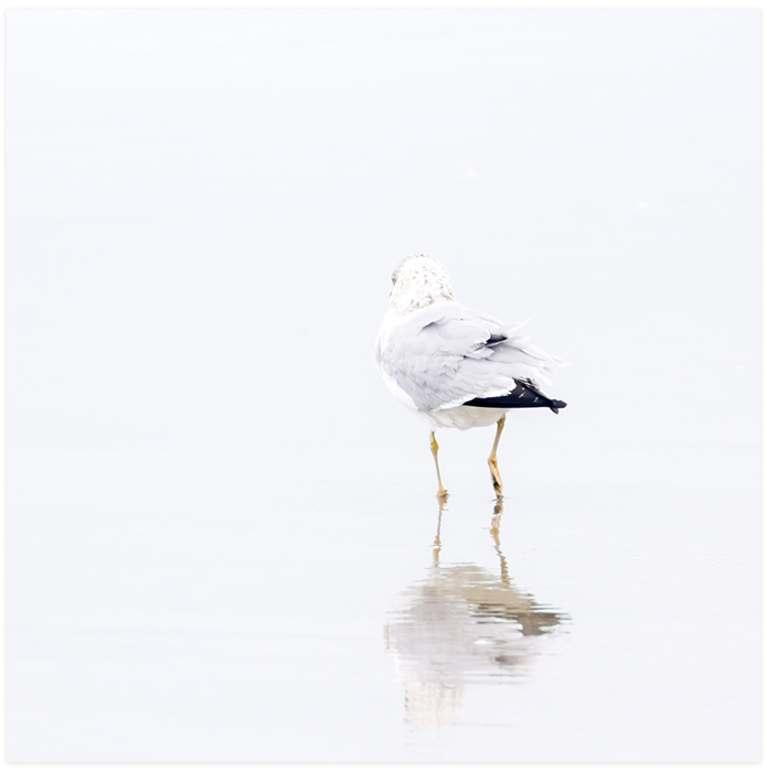 Seagull No 5 - Fine art print in the Seagulls series by Cattie Coyle Photography