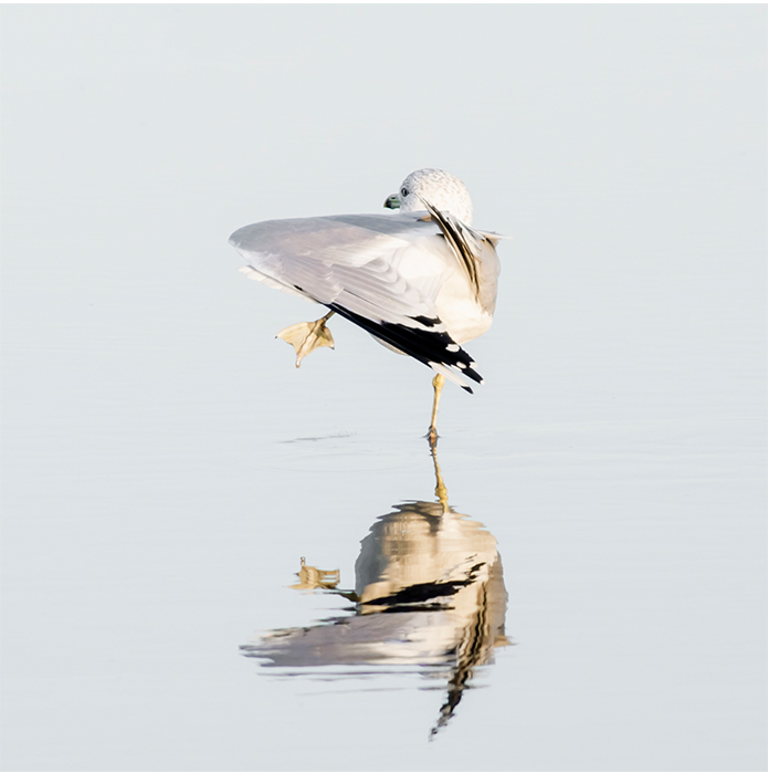 Seagull No 6 - Coastal photography print by Cattie Coyle Photography