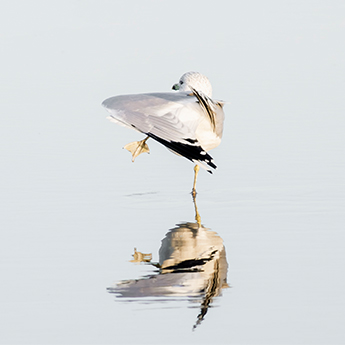 Seagulls - Bird photography art prints by Cattie Coyle Photography