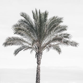 Palm Trees new fine art print series by Cattie Coyle Photography