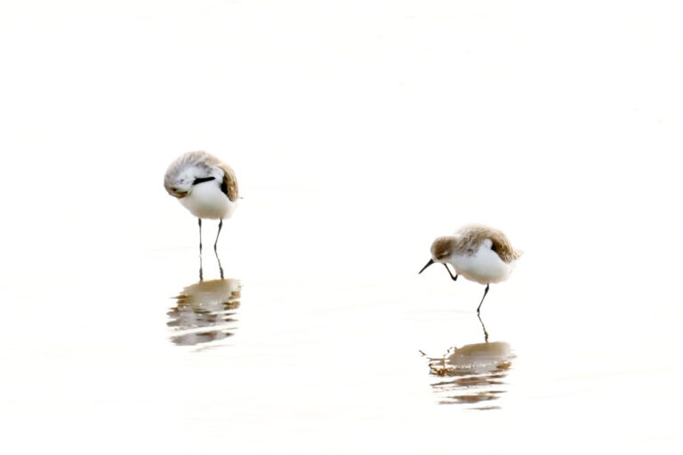 Sandpiper portrait art prints by Cattie Coyle Photography. © 2017, all rights reserved.