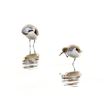 Sandpipers - Fine art bird photography by Cattie Coyle