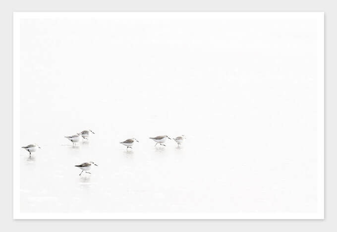 Sandpipers No 5 - Bird art print by Cattie Coyle Photography