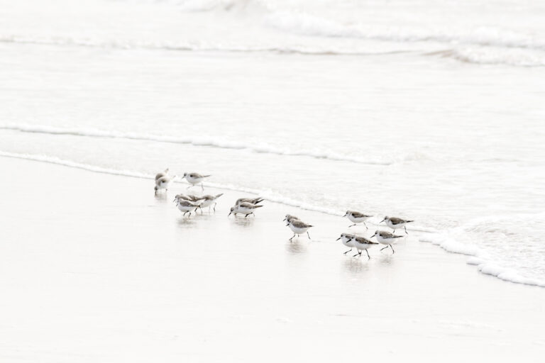 Sandpipers No 6 - Fine art print by Cattie Coyle Photography. © 2017, all rights reserved.