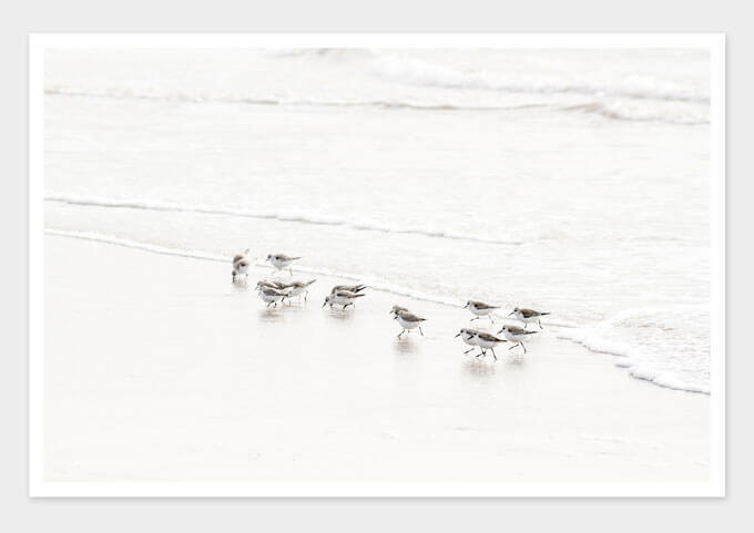 Sandpipers No 6 - Nature photography art prints by Cattie Coyle