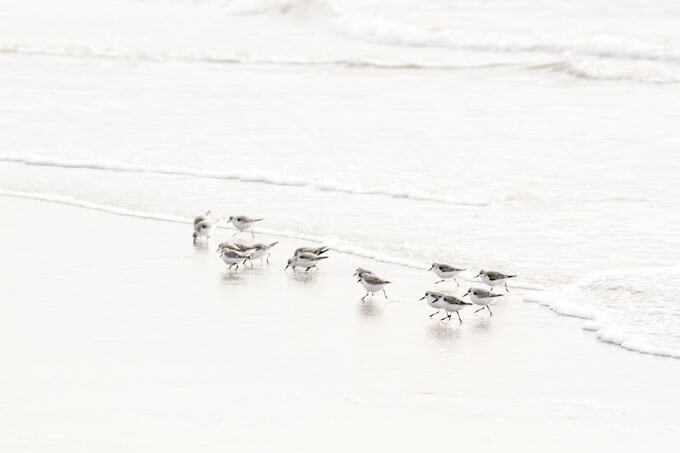Sandpipers No 6 - Shore bird ar tprint by Cattie Coyle Photography. © 2017, all rights reserved.
