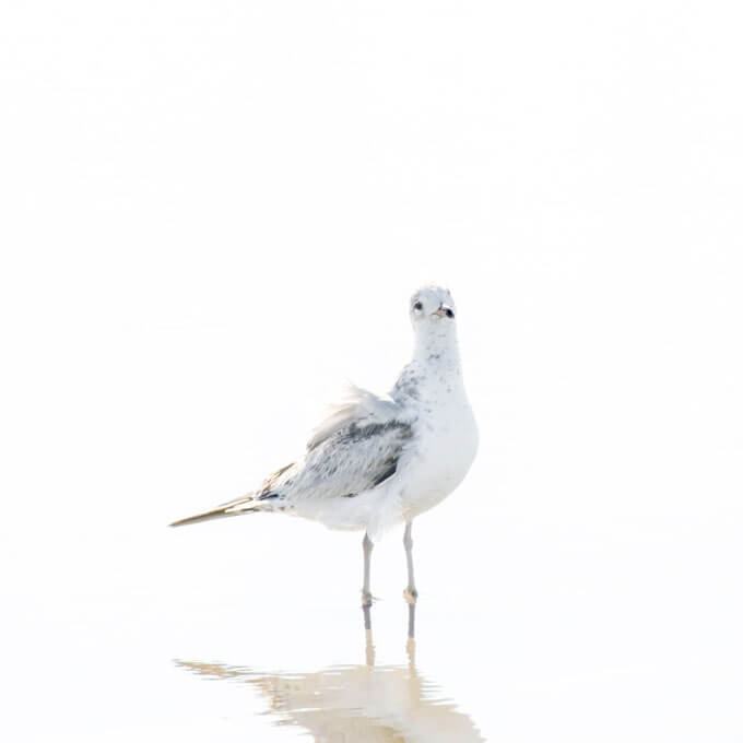 New seagull prints: Seagull No 10 - Bird fine art print by Cattie Coyle Photography