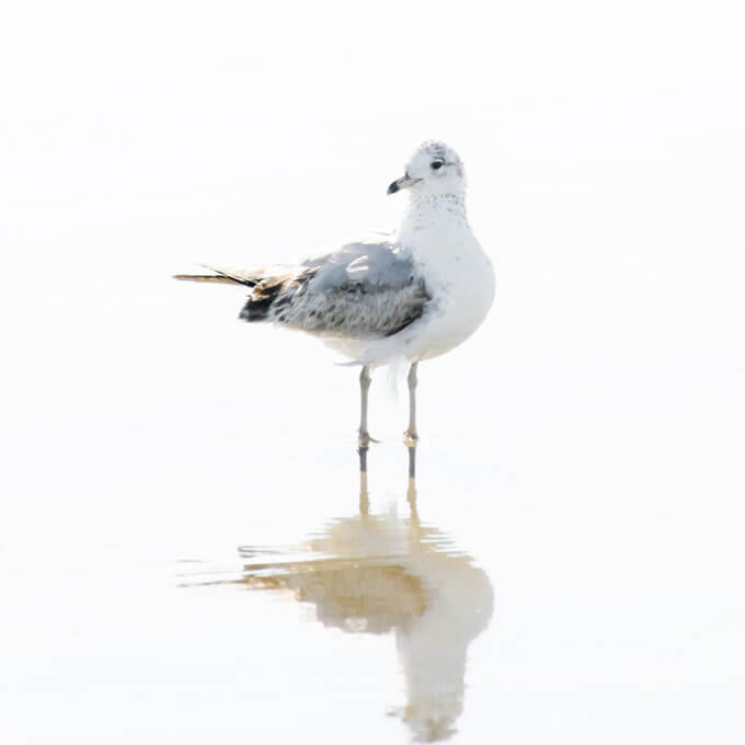New seagull prints: Seagull No 14 - Bird fine art print by Cattie Coyle Photography