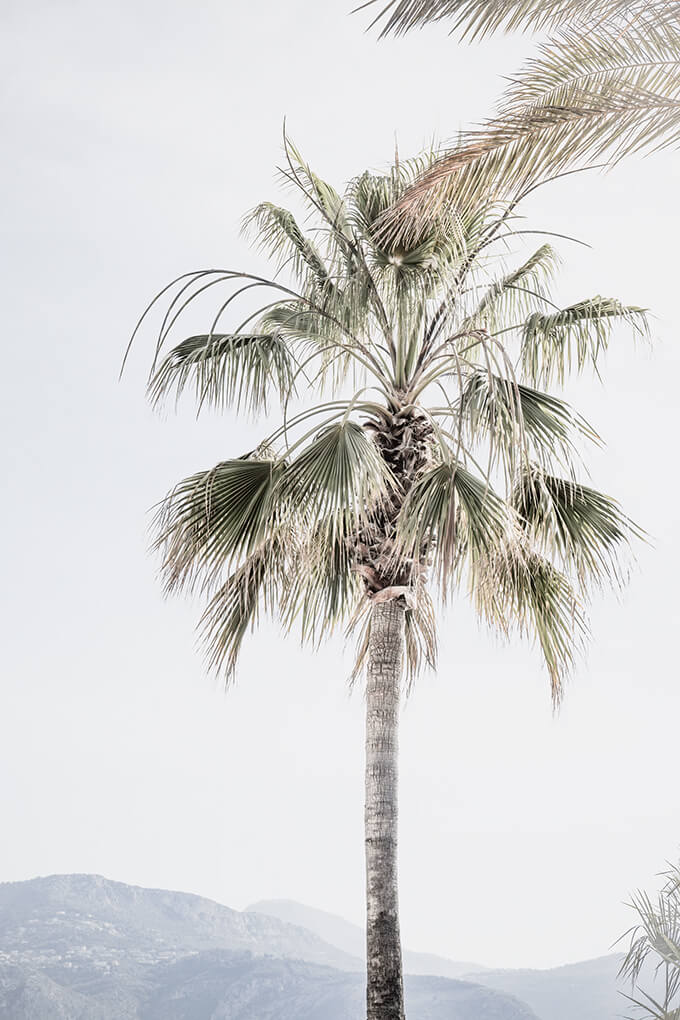 Palm Tree No 8 - Fine art print by Cattie Coyle Photography