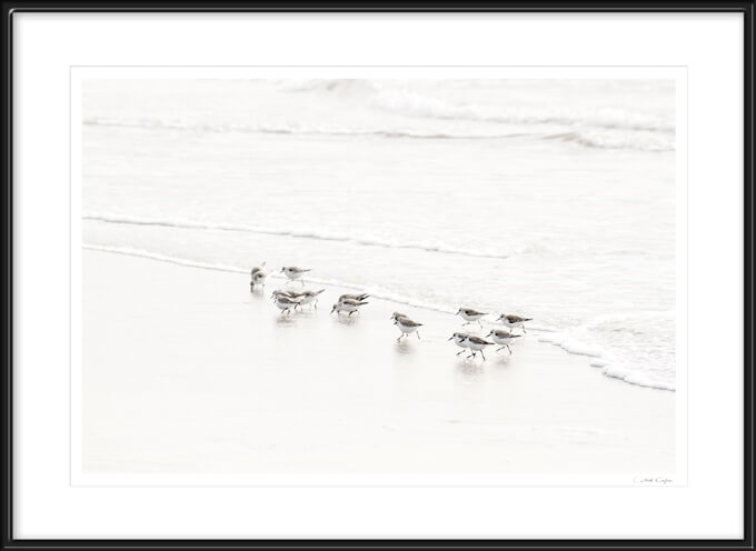 Sandpipers No 6 - Fine art print by Cattie Coyle Photograpy