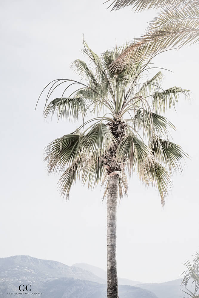 Dreamy palm trees in the South of France: Palm Tree No 8 - Fine art print by Cattie Coyle Photography. All rights reserved.