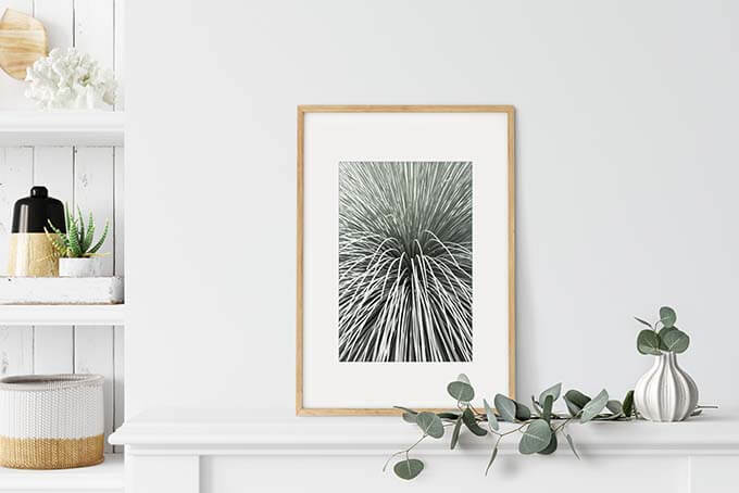 Mexican Grass Tree - Succulent art prints by Cattie Coyle Photography