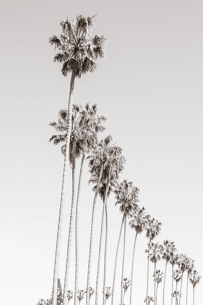 California Palm Trees - Oversized art prints by Cattie Coyle Photography