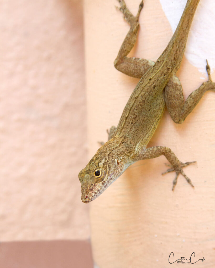 Crested Anole, St John, USVI by Cattie Coyle Photography. © 2015, all rights reserved.