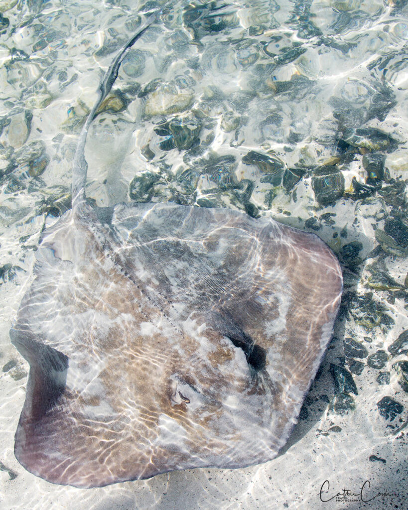 Stingray, St John, USVI by Cattie Coyle Photography. © 2015, all rights reserved.