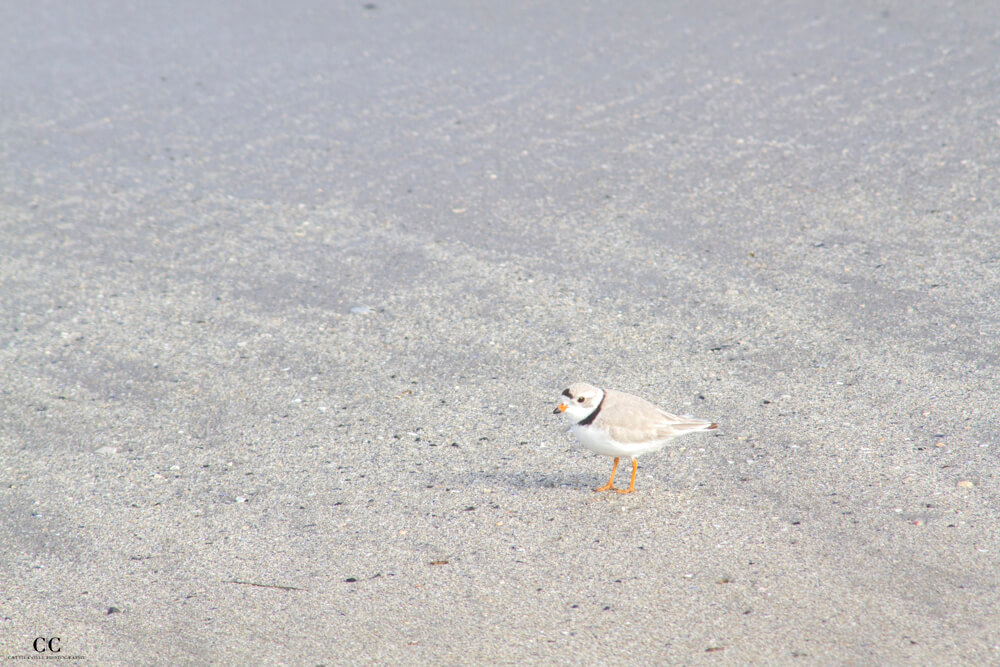 Piping Plover by Cattie Coyle Photography