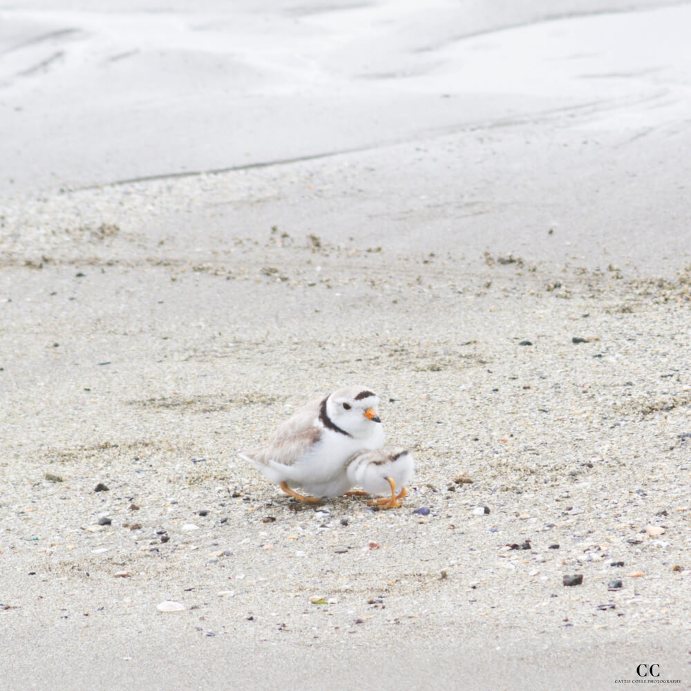 Piping Plover parent and chick by Cattie Coyle Photography