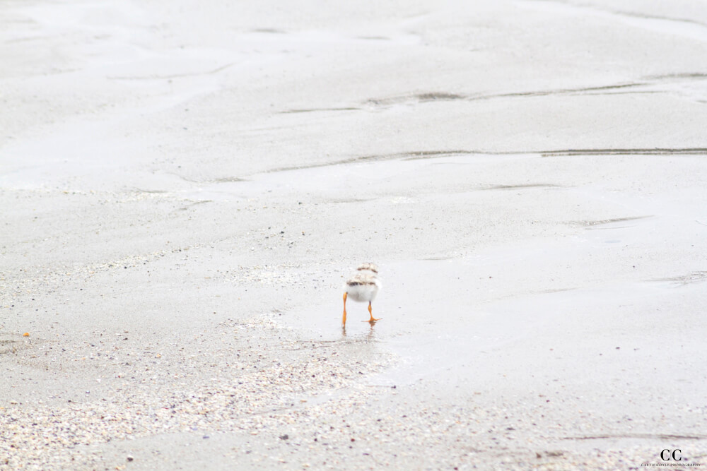 Piping Plover chick by Cattie Coyle Photography