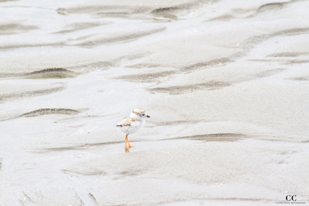 Piping Plover by Cattie Coyle Photography