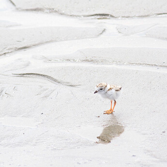 Piping Plover chick by Cattie Coyle Photography