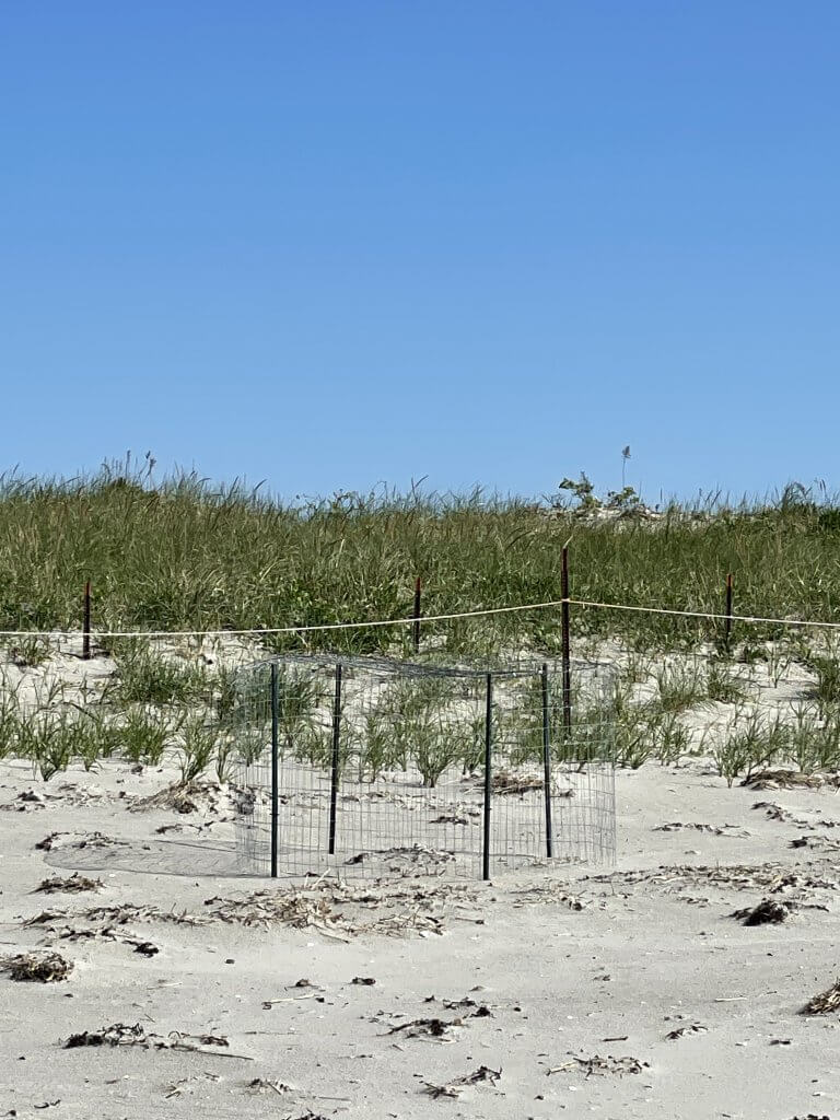 Piping Plover nest cage Cattie Coyle Photography