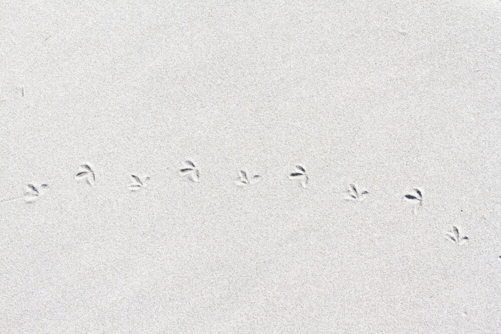 Piping Plover tracks by Cattie Coyle Photography