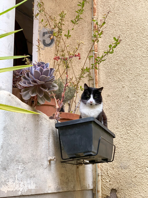Villefranche-sur-Mer Cat in Old Town by Cattie Coyle Photography