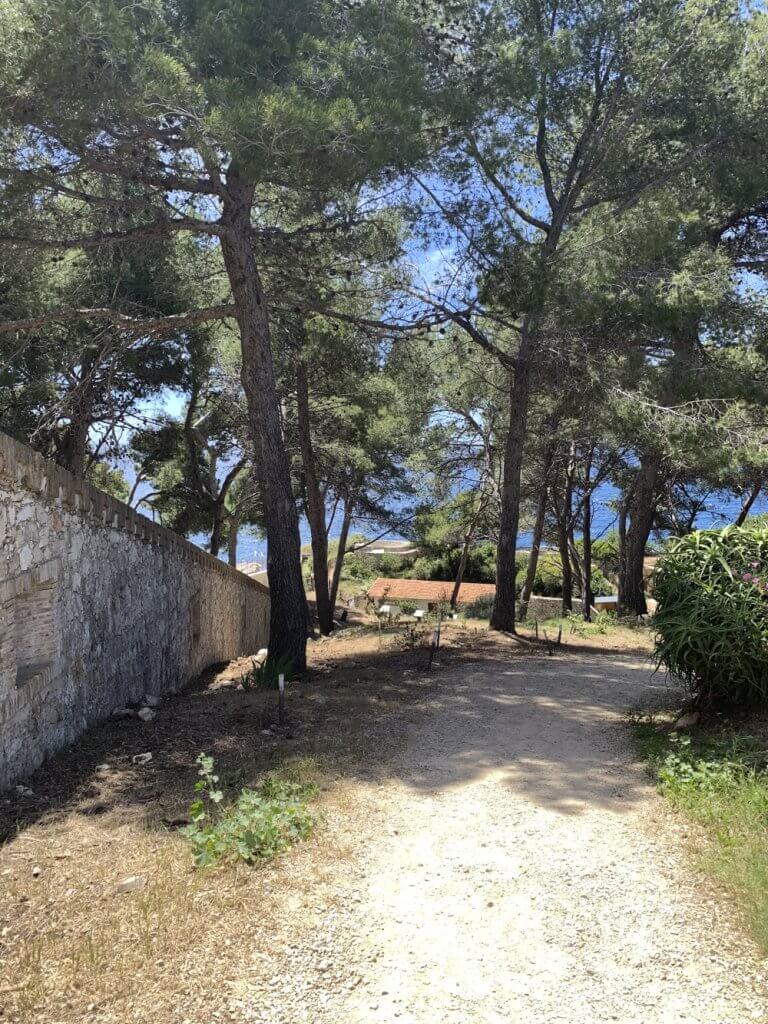 Pine forest at the Espace Mer et Littoral, Cap d'Antibes, France, by Cattie Coyle Photography. © 2019, all rights reserved.