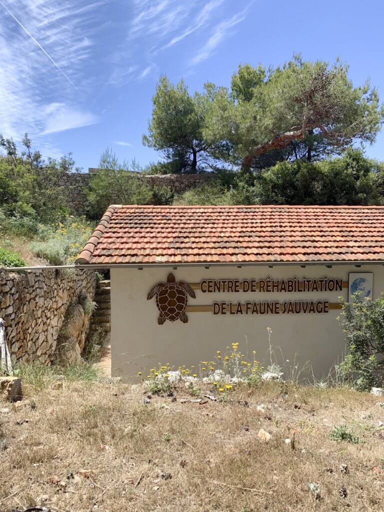 Turtle rescue center at the Espace Mer et Littoral, Cap d'Antibes, France, by Cattie Coyle Photography. © 2019, all rights reserved.