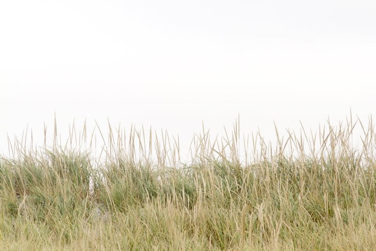Beach grass at Wingaersheek Beach, Gloucester, MA, by Cattie Coyle Photography. © 2022, all rights reserved.
