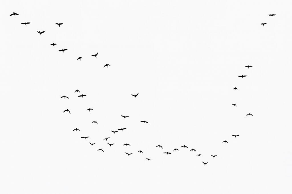 Flocks of birds: Migrating cormorants by Cattie Coyle Photography