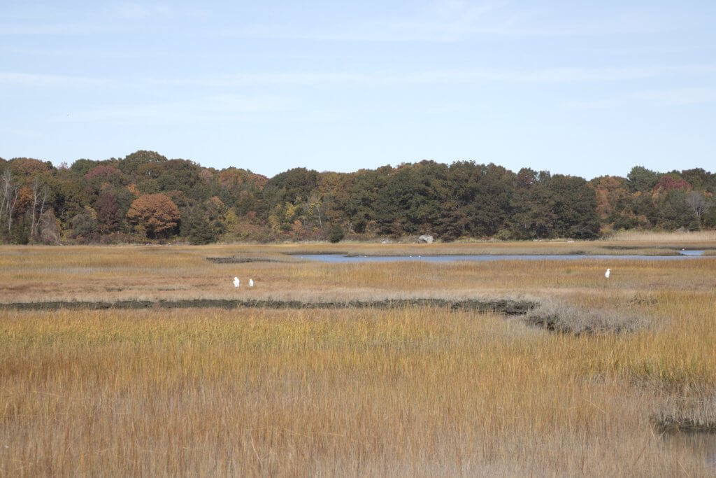 Great egrets on the way to Wingaersheek Beach, Gloucester, MA, by Cattie Coyle Photography. © 2022, all rights reserved.