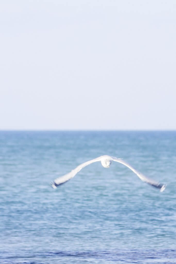 Herring gull | Cattie Coyle Photography