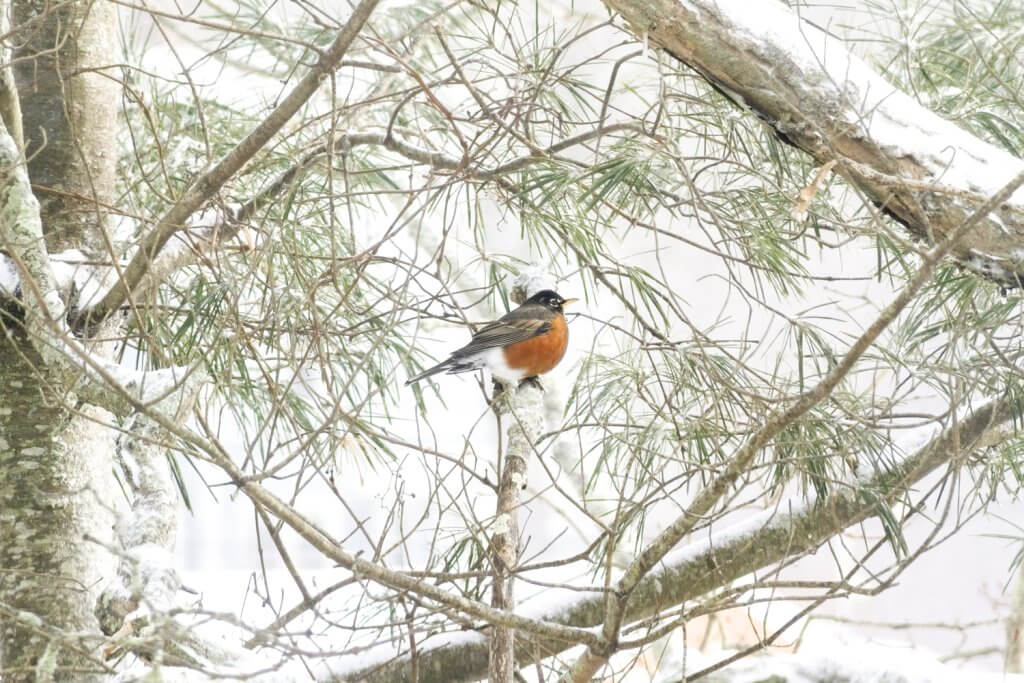 American Robin by Cattie Coyle Photography