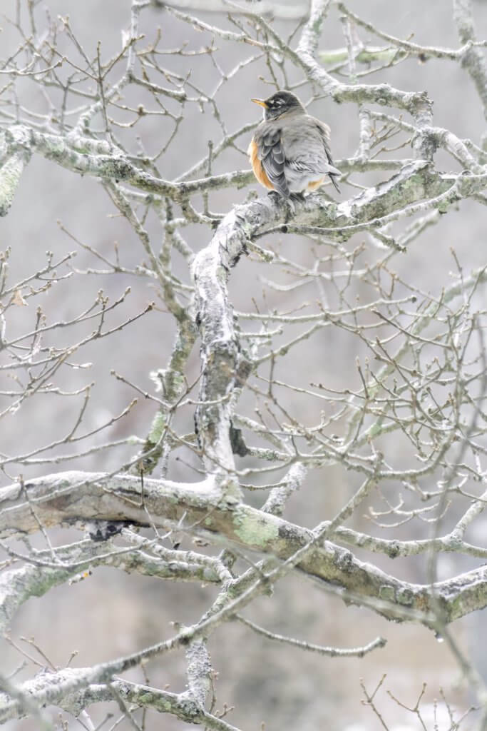 American Robin in tree, Annisquam, MA, by Cattie Coyle Photography