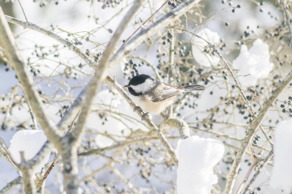 Black-capped Chickadee by Cattie Coyle Photography
