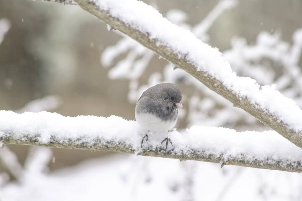 Dark-eyed Junco by Cattie Coyle Photography