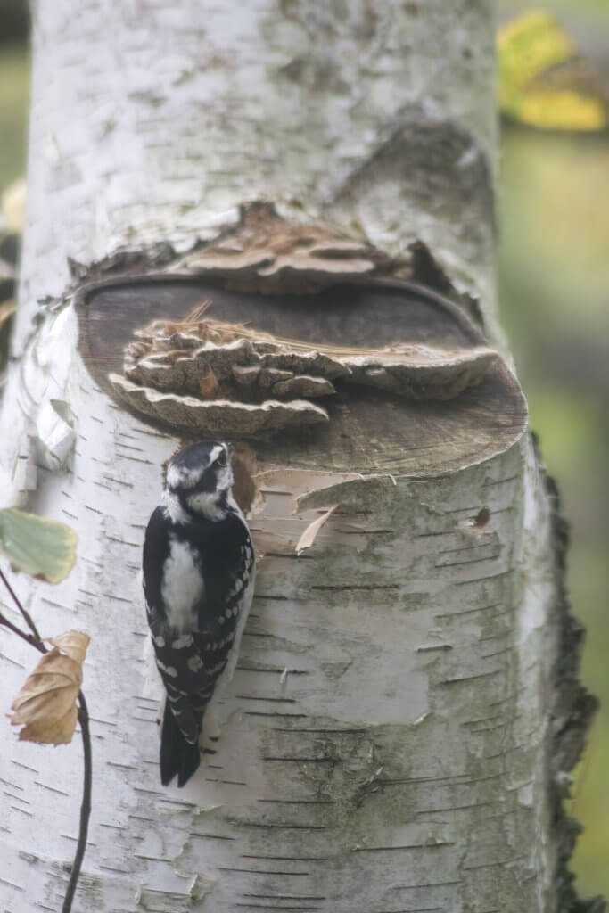 Downy Woodpecker (female), Annisquam, MA, by Cattie Coyle Photography