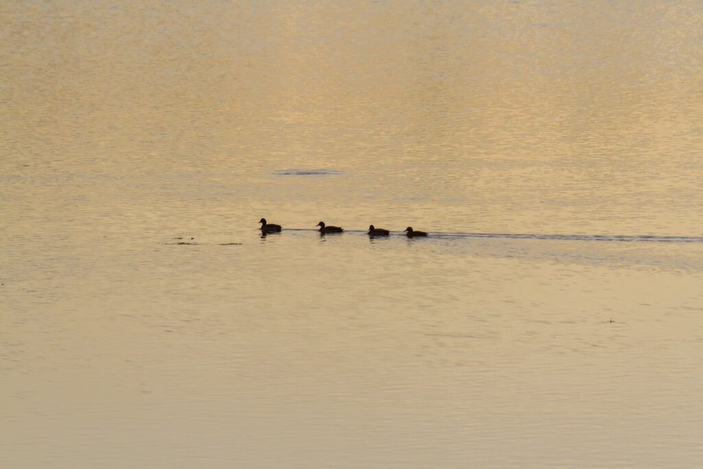 Ducks, Annisquam, MA, by Cattie Coyle Photography