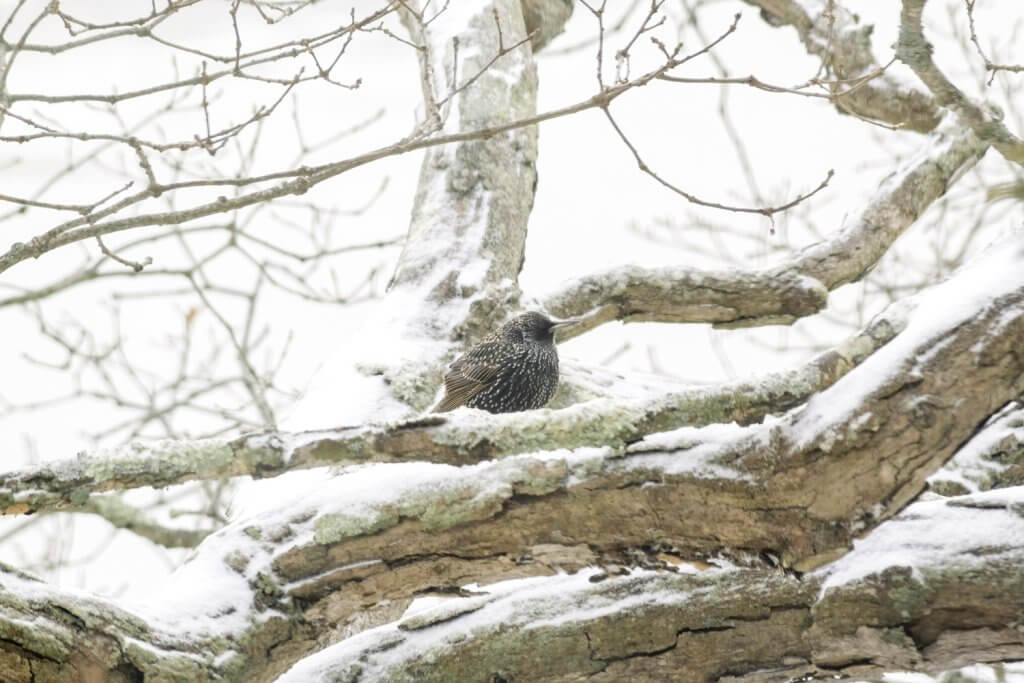European Starling in tree during a snowstorm in Annisquam, MA, by Cattie Coyle Photography