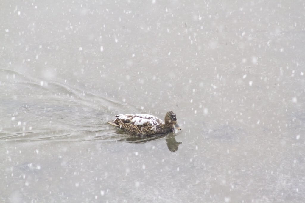 Mallard duck in snowstorm, Annisquam, MA, by Cattie Coyle Photography