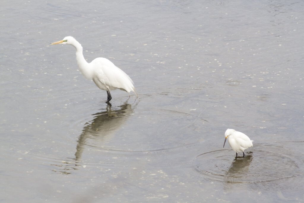 Great Egret and Snowy Egret by Cattie Coyle Photography