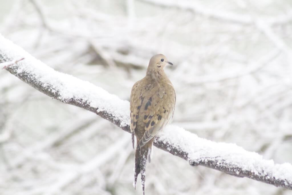 Mourning Dove by Cattie Coyle Photography