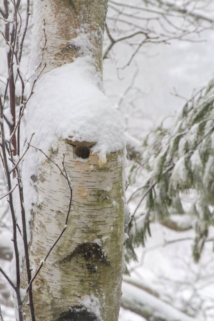 A slomad winter: Downy Woodpecker nest during a January snowstorm by Cattie Coyle Photography