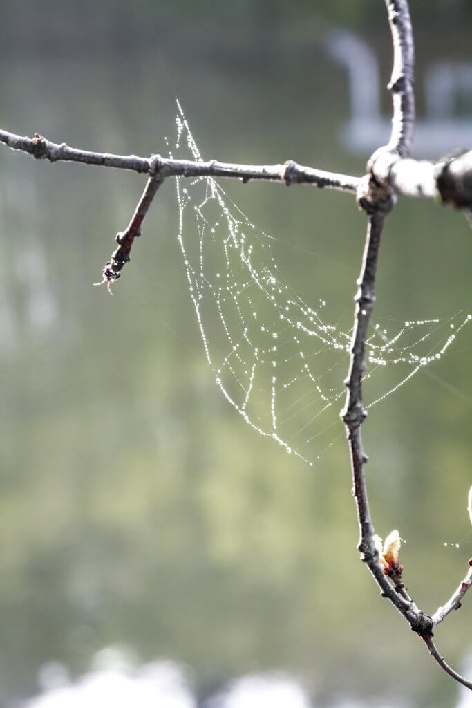 Spider web with dew by Cattie Coyle Photography