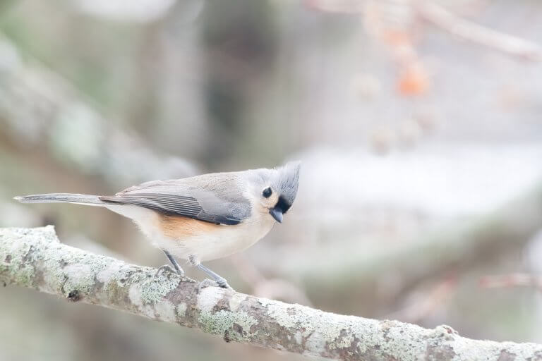 Tufted Titmouse - Art print by Cattie Coyle Photography. © 2019, all rights reserved.